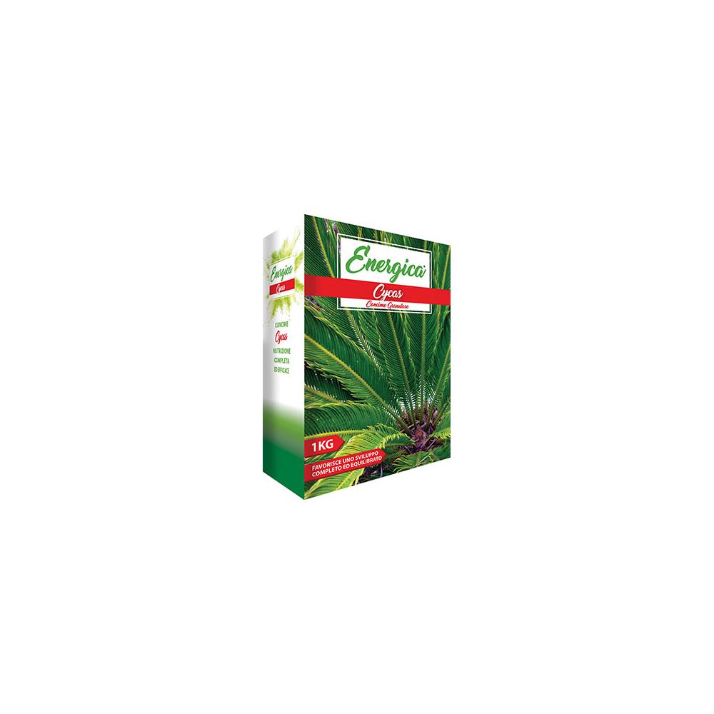 conc cycas
